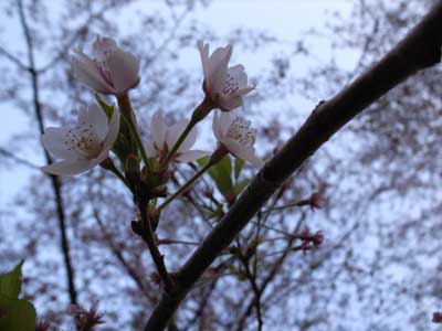 cherry blossom Somei-yoshino