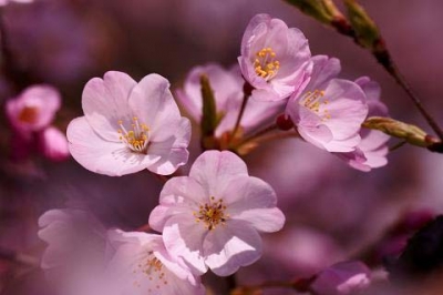 Cherry blossom Jindai Akebono